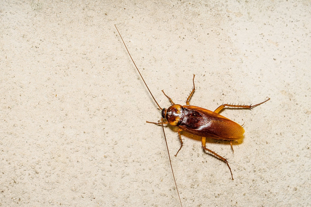 Cockroach Control, Pest Control in West Watford, Holywell, WD18. Call Now 020 8166 9746