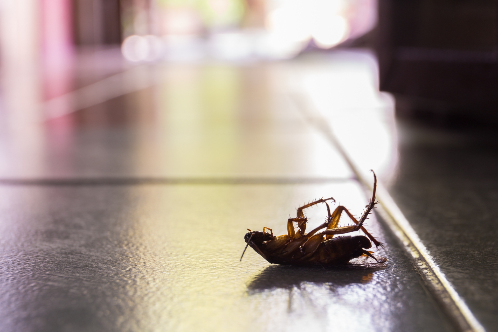 Cockroach Control, Pest Control in West Watford, Holywell, WD18. Call Now 020 8166 9746