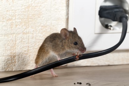 Pest Control in West Watford, Holywell, WD18. Call Now! 020 8166 9746