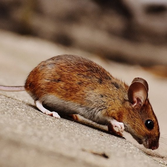 Mice, Pest Control in West Watford, Holywell, WD18. Call Now! 020 8166 9746