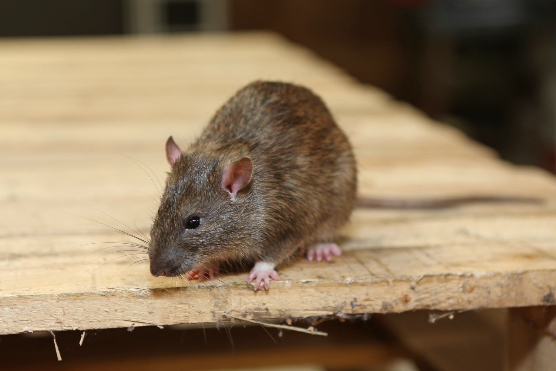 Rat Infestation, Pest Control in West Watford, Holywell, WD18. Call Now 020 8166 9746