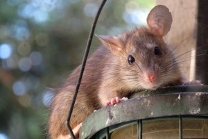 Rat extermination, Pest Control in West Watford, Holywell, WD18. Call Now 020 8166 9746