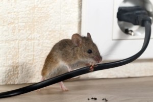 Mice Control, Pest Control in West Watford, Holywell, WD18. Call Now 020 8166 9746