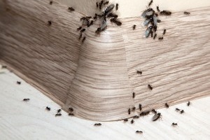 Ant Control, Pest Control in West Watford, Holywell, WD18. Call Now 020 8166 9746